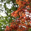 紅葉