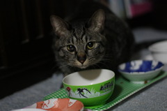 お食事中