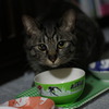 お食事中