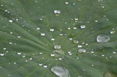 水玉