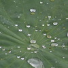 水玉
