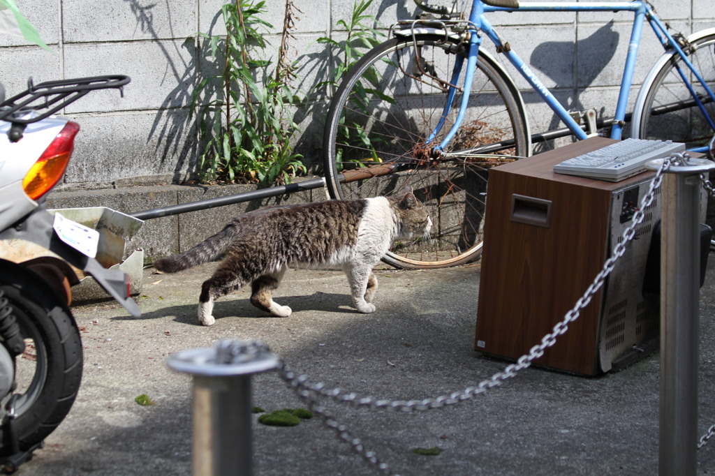 野良ちゃん