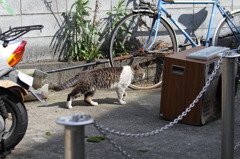 野良ちゃん