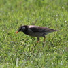 土手にいた鳥