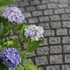 紫陽花と道