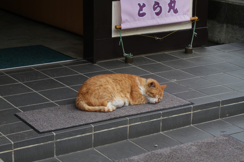 看板猫