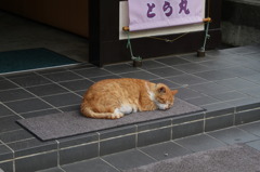看板猫