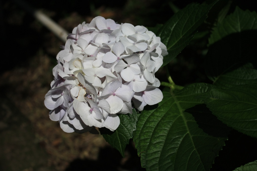 紫陽花