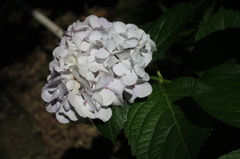 紫陽花