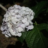 紫陽花