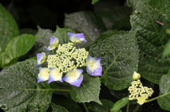紫陽花