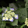 紫陽花