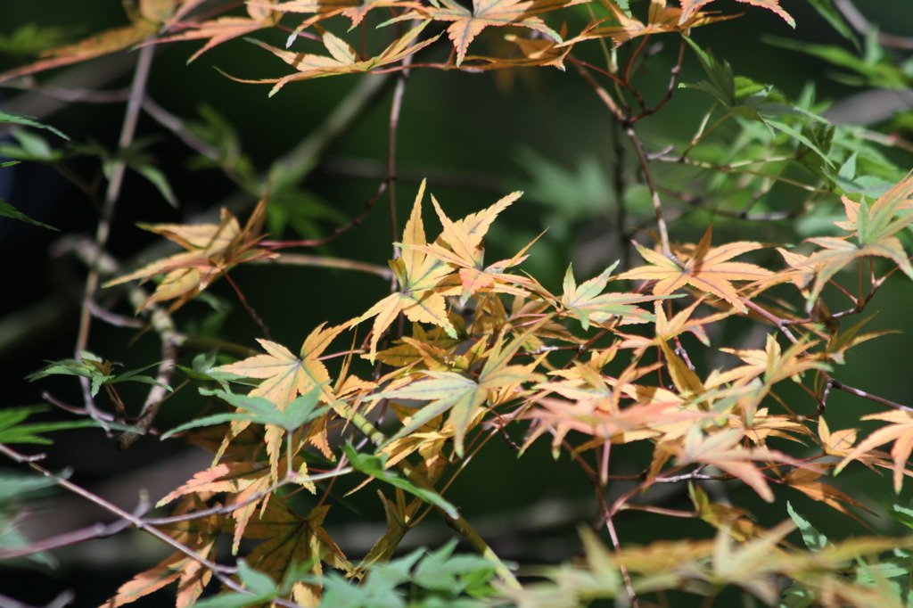 紅葉