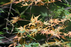 紅葉