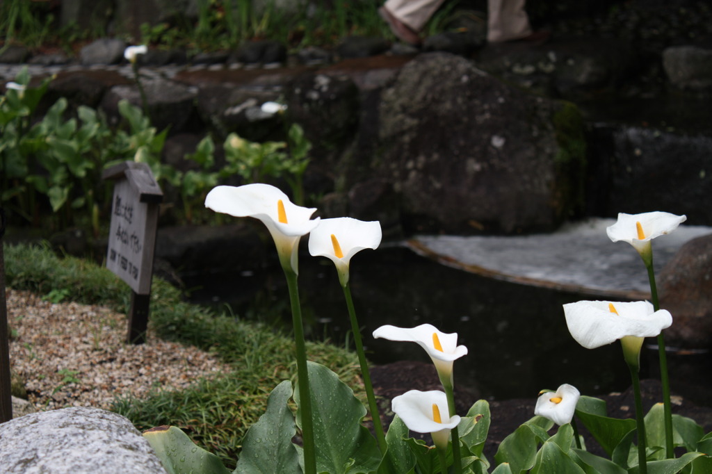 何の花？