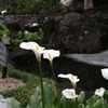 何の花？