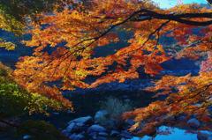 早朝の紅葉