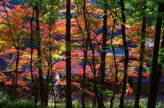 紅葉と木々