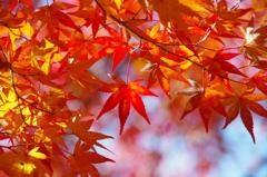 紅葉日和