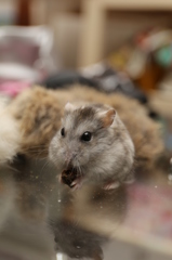 お食事