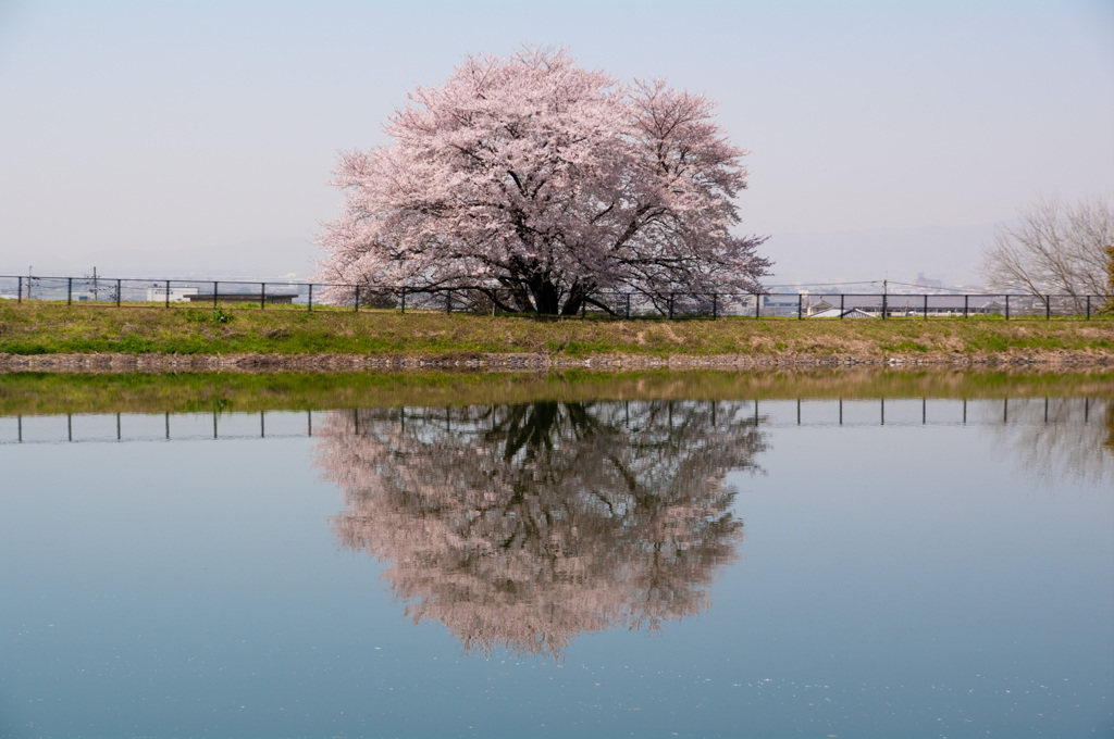 the 日の丸