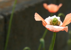 RIMG0065