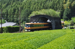 茶畑のミニトンネル
