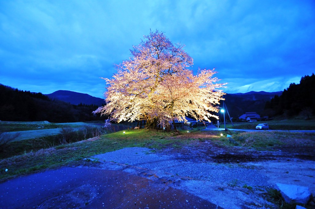 尾所（おそ）の山桜 