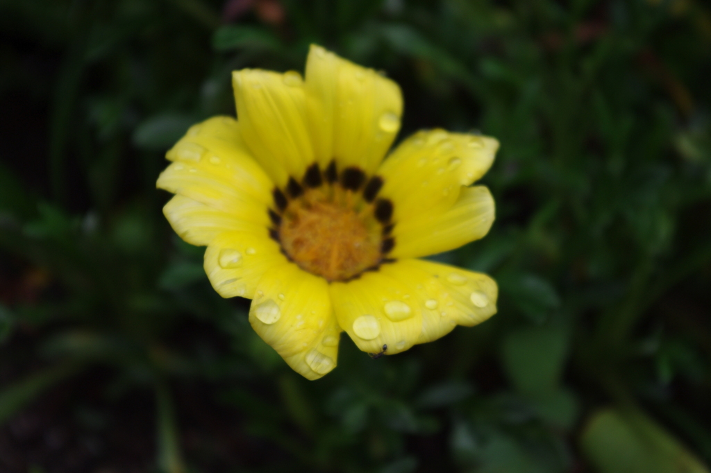 雨上がり