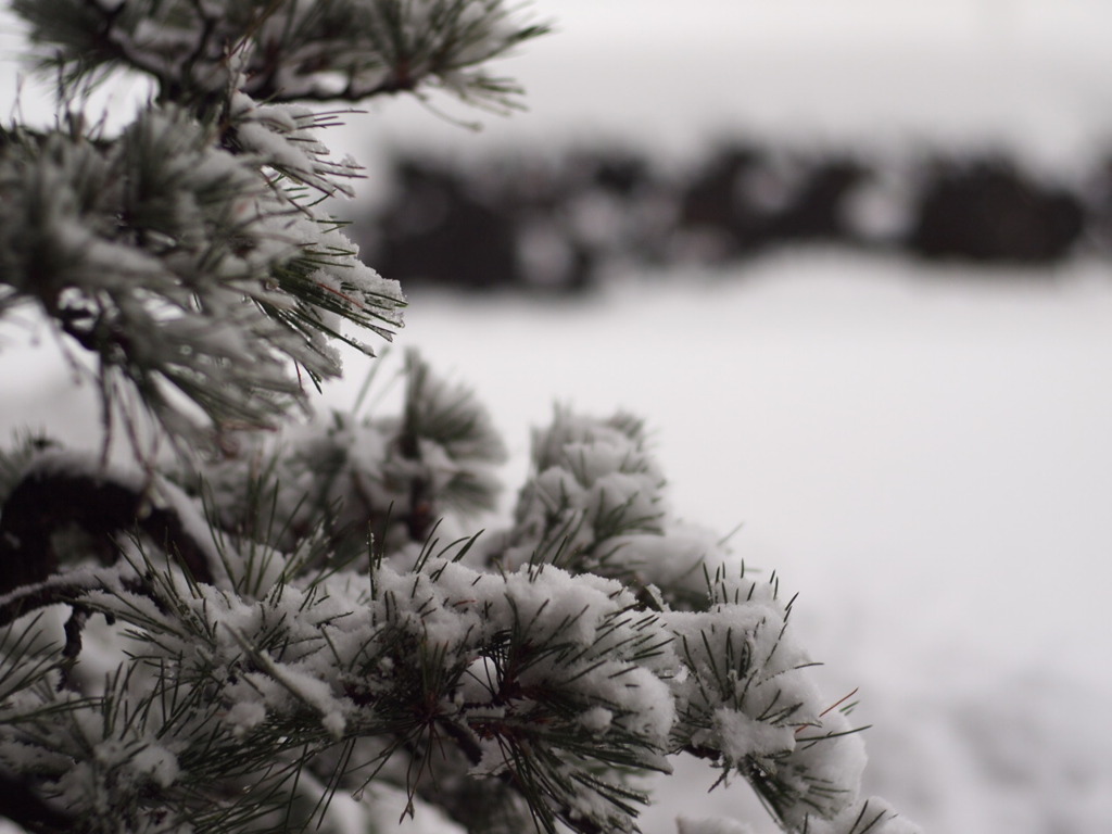 積雪