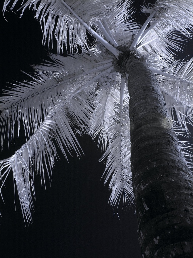 palm tree