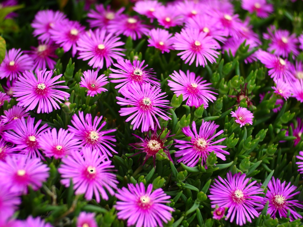 P5220828