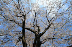 桜_1