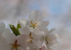 桜_2