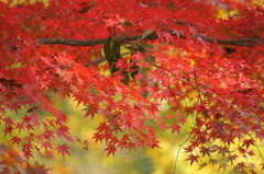 嵐山渓谷_1