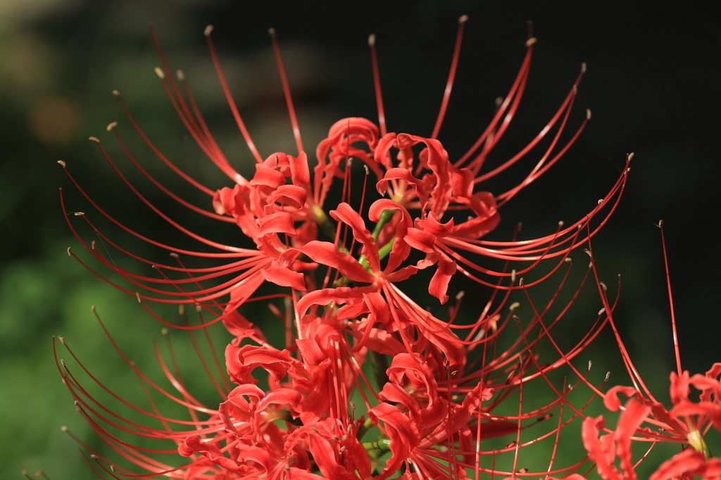 紅色
