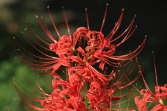紅色