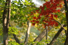 嵐山渓谷_4