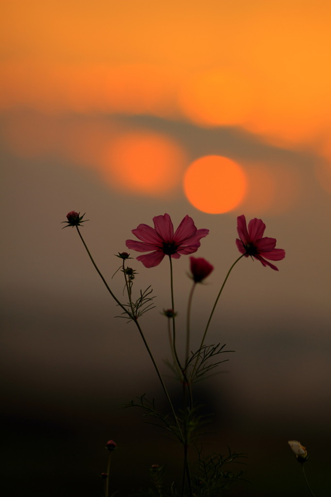 夕暮れ