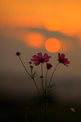 夕暮れ
