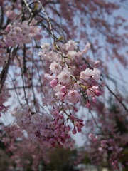 枝垂れ桜