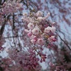 枝垂れ桜