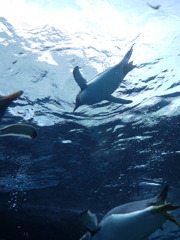 空飛ぶペンギン