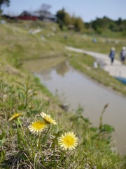 カントウタンポポの咲く棚田