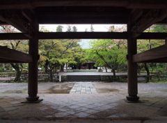 桜散る円覚寺
