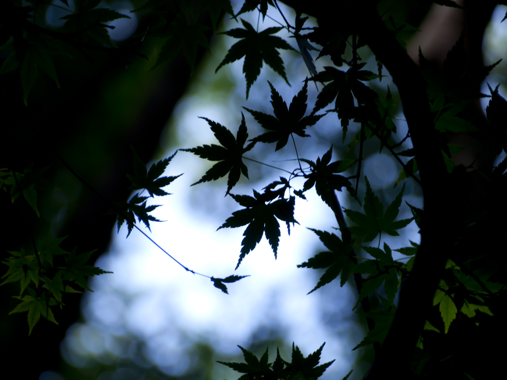 落影