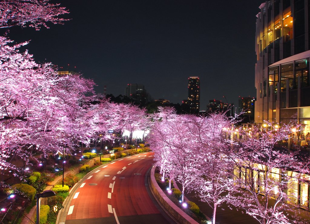 夜桜カーブ