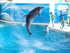 Dolphin high