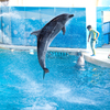 Dolphin high