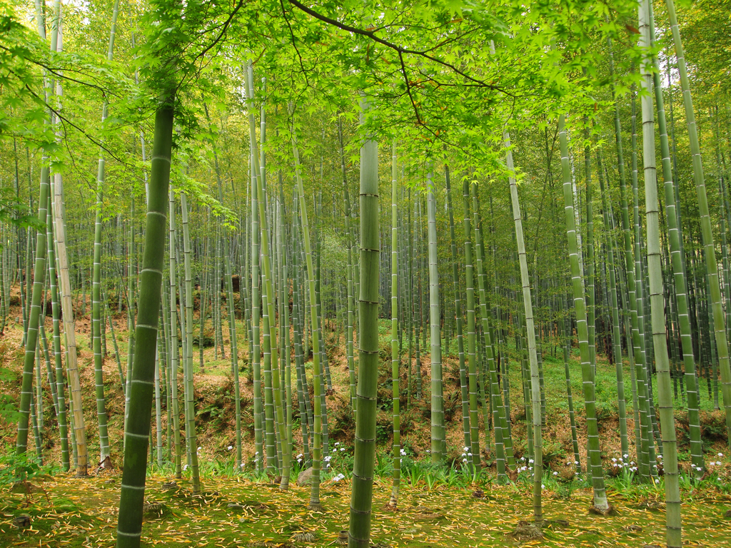竹林へのいざない